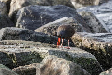 Black Oystercatcher bird