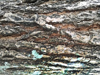 Close-up bark of tree