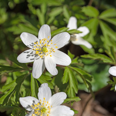Bl&uuml;hende Buschwindr&ouml;schen, Anemone nemorosa