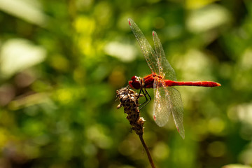 Red Dragonflys