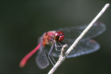 Red Dragonflys