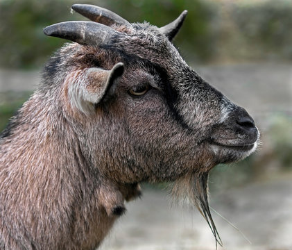 Domestic goat`s head