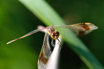 Red Dragonflys