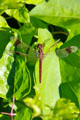 Red Dragonflys