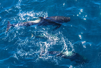 Fototapeta premium Encounter with long-finned pilot whales, enroute between the Ushuaia and the Falkland Islands.