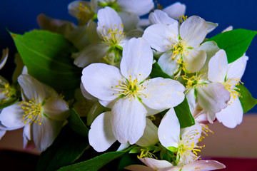 White jasmine flowers close up.