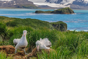 A Giant Wandering Albatross - Diomedea exulans - couple on their nest on Prion Island, South Georgia. These giant sea birds oftentimes form dedicated couples.