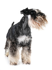 adult miniature schnauzer