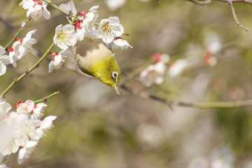 Japanese white-eye on plum blossom tree