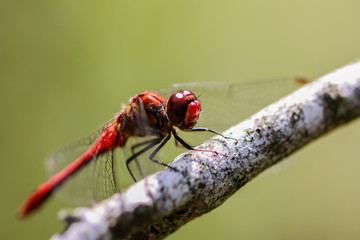 Red Dragonflys