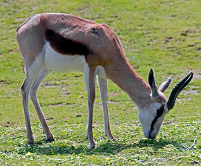 Springbuck. Latin name - Antidorcas marsupialis