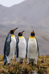 Three King Penguins - Aptenodytes patagonicus - Standing Next to each other, while engaging in a...