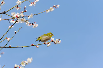 Japanese white-eye on plum blossom tree