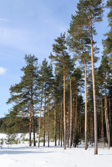 Fototapeta na wymiar Big pines in winter forest