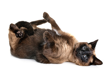 siamese cat in studio