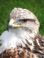 portrait of an eagle