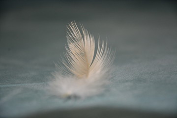 feather on blue background