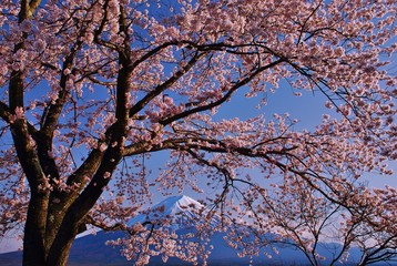 Fuji kawaguchiko / Japan  ~  Cherry blossoms Spring color