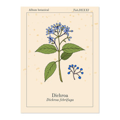 Dichroa febrifuga, medicinal plant