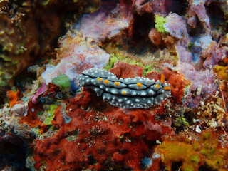 Sea slug