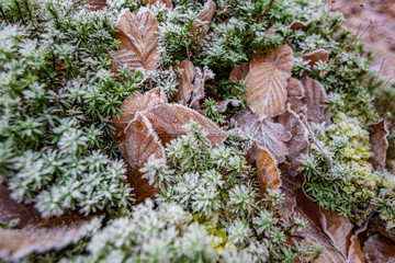 Frozen ground with some leafs and green plants and grass in December