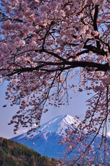 Mt. Fuji with cherry blossoms  ~   kawaguchiko / Japan