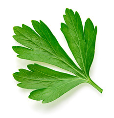 Obraz premium Parsley isolated on white