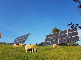 Schafe auf einer Weide vor einer Solaranlage