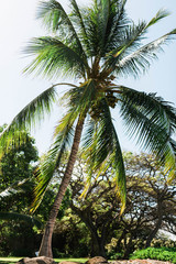 Fototapeta na wymiar palm tree during day