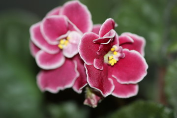 macro composition with violets and chrysanthemums