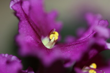 macro composition with violets and chrysanthemums