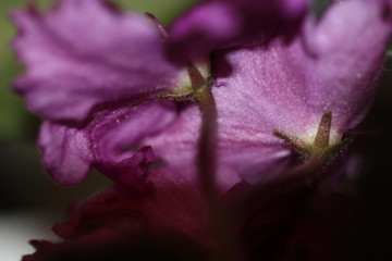 macro composition with violets and chrysanthemums