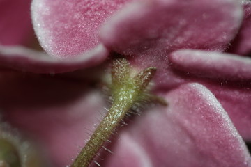 macro composition with violets and chrysanthemums