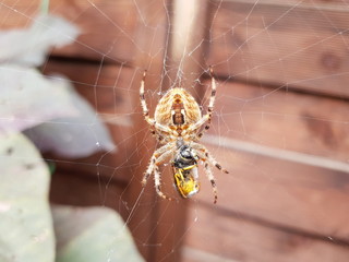 Kreuzspinne beim Fressen