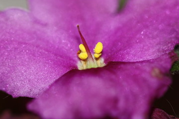 macro composition with violets and chrysanthemums