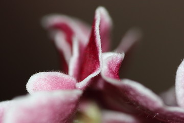 macro composition with violets and chrysanthemums