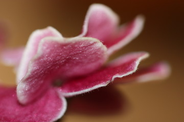 macro composition with violets and chrysanthemums