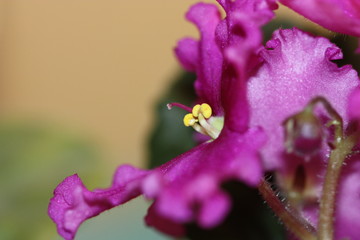 macro composition with violets and chrysanthemums