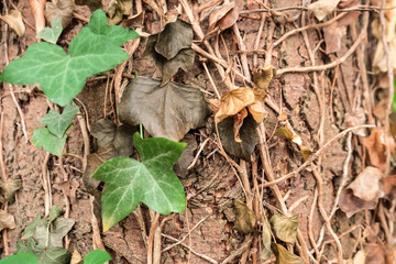 Bark of old tree with ivy branches, closeup