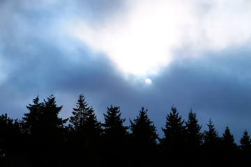 Beautiful fir trees against blue sky