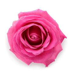 Beautiful pink rose on white background