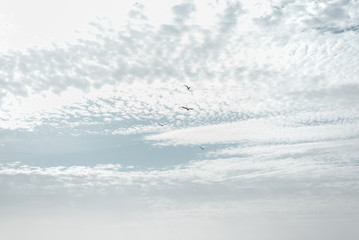 Group of birds is flying in sky with white clouds.