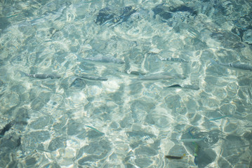 Tropical colorful fish in crystal clear water in Red sea. Fishes are swimming below the surface of crystal sea water.