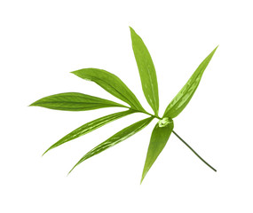 Green tropical leaves on white background