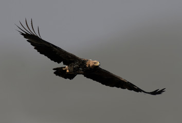 Imperial eagle