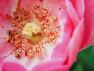 closeup of pink rose