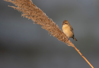 Baya weaver feeding in the morning