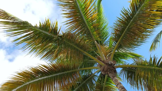 Top of coconut palm trees with blue sky background, nobody