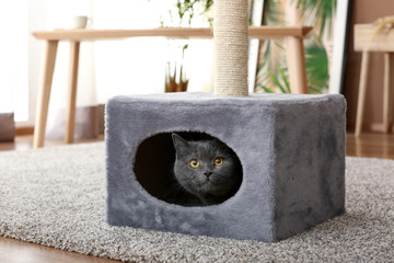 Cute British shorthair cat hiding in its house