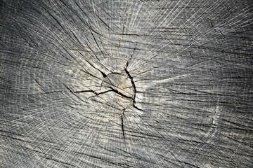 Текстура/ Поперечный разрез старого дерева с трещинами. © burabay